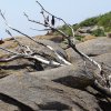 Landrellec le 1/6/2017