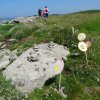 Landrellec le 1/6/2017
