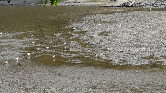 Les rives du Léguer le 24 août 2017