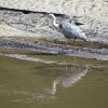 Les rives du Léguer le 24 août 2017