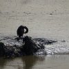 Les rives du Léguer le 24 août 2017